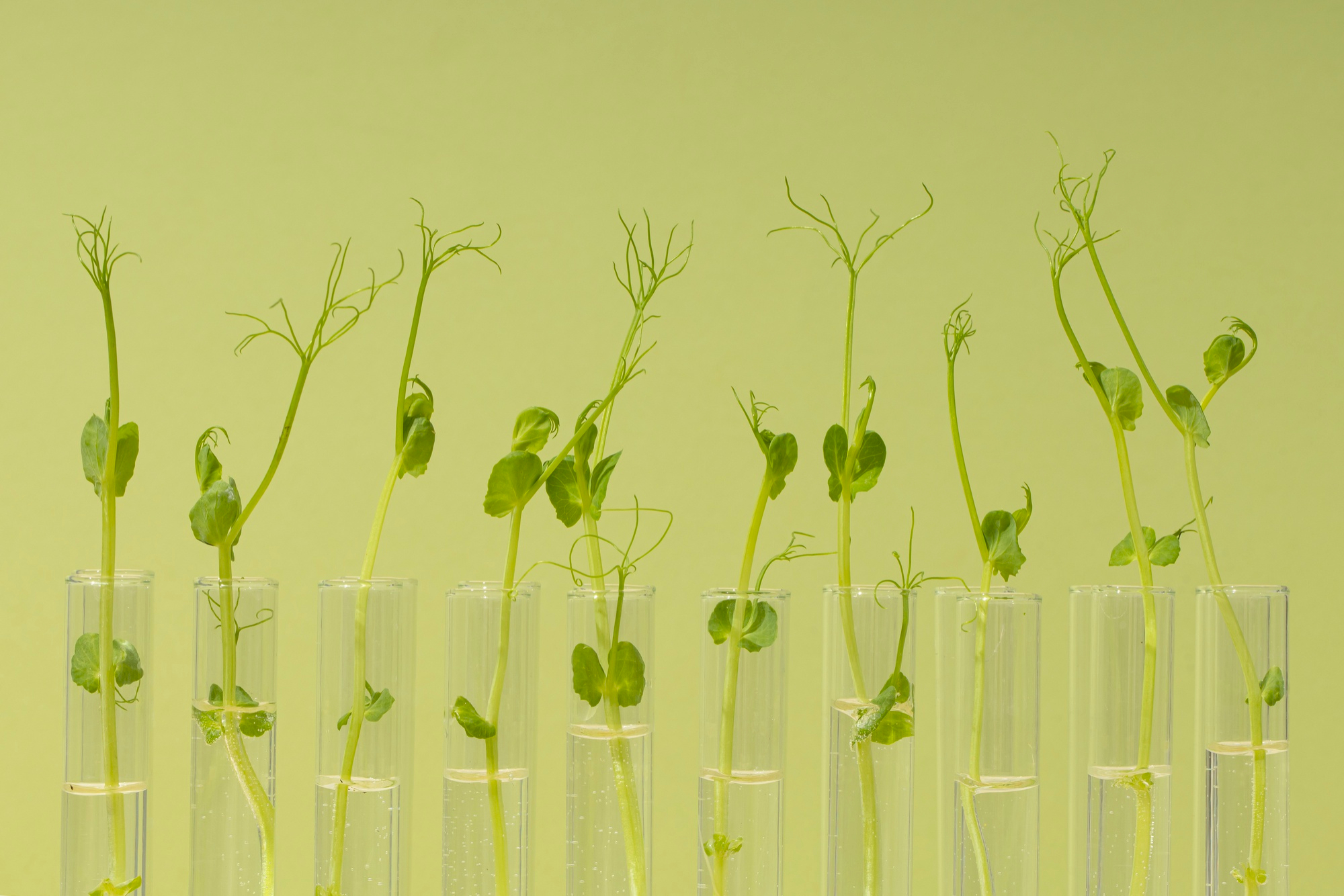 le BTSA ANABIOTEC- Analyses Agricoles, Biologiques et Biotechnologiques ...